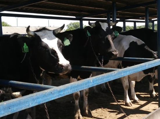 В Пичаевском районе обнаружили хламидиоз и лейкоз крупного рогатого скота