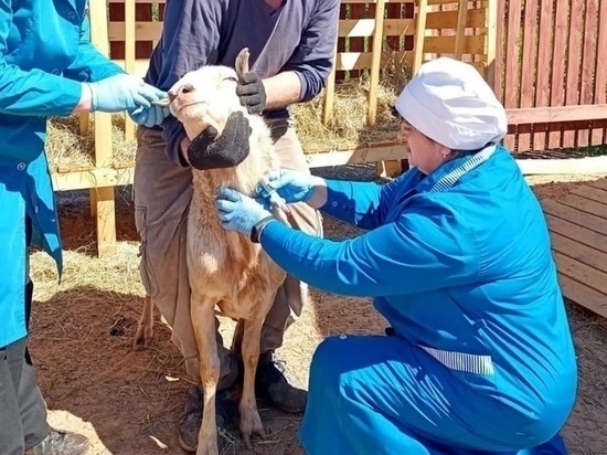Ветеринары позаботились о здоровье 386 тысяч животных из Ленобласти с начала года