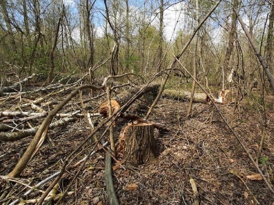 Ущерб вырубки деревьев под Воронежем в заказнике «Землянский» составил более 1,6 млн рублей