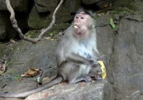 Специалисты Федерального медико-биологического агентства (ФМБА) разработали тест-систему для выявления оспы обезьян, в настоящее время она проходит серию испытаний в рамках подготовки к регистрации