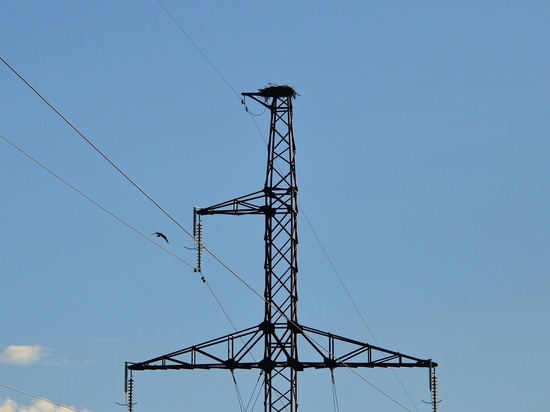 Орлан свил гнездо на опоре ЛЭП в районе Карелии