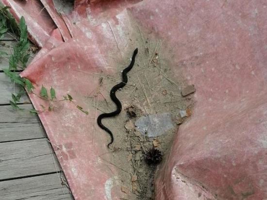 Ядовитая гадюка выползла на пляж в Бердске
