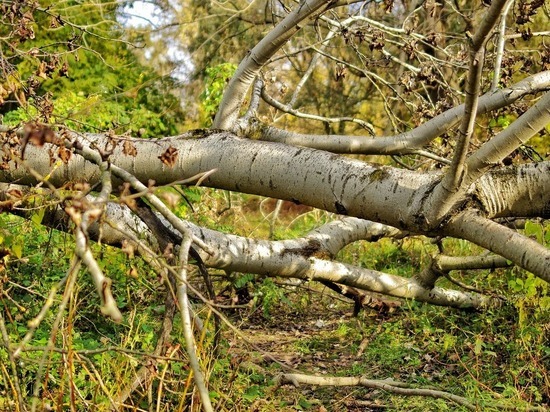 В Уфе ветка дерева упала на семилетнего мальчика
