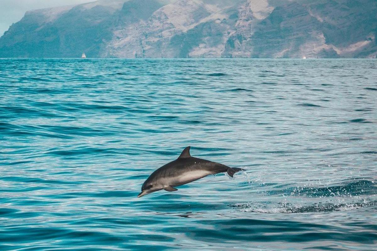 Черноморский Дельфин