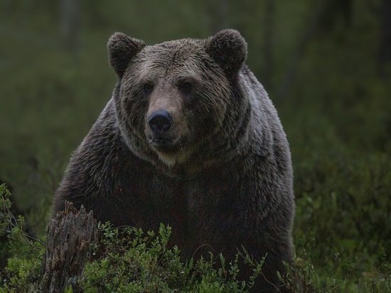 Медведь растерзал приручившего его россиянина