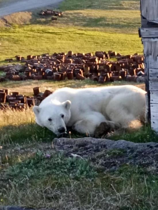Медведь с банкой сгущенки на морде вышел к людям в Диксоне Красноярского края