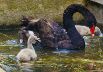В Московском зоопарке вылупились птенцы черного лебедя