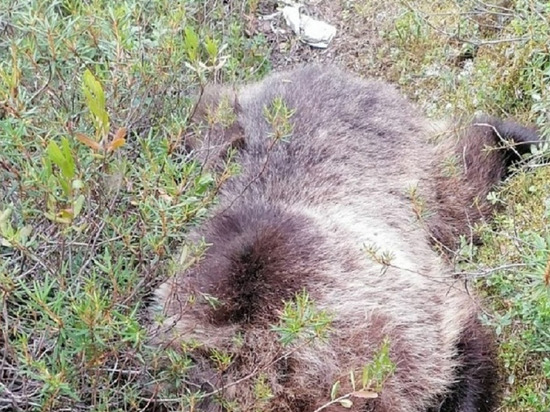 Появились подробности убийства мужчины медведем на Ямале: кормил два года