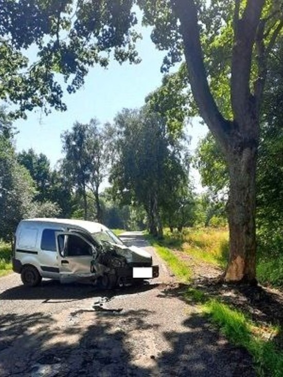В Багратионовском районе калининградка врезалась в дерево из-за собаки