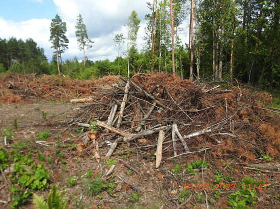 В Пензенской области наказали нарушителей лесного законодательства