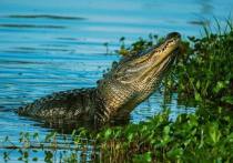 На Шри-Ланке в зубах крокодила погиб семилетний мальчик