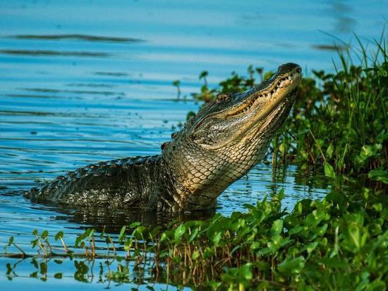 Крокодил выхватил мальчика из рук отца и утащил на дно водоема