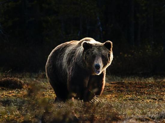 На Байкале в Бурятии медведь вышел к людям