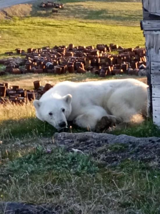 Спасение медведя с банкой сгущенки отложили из-за сильного ветра на севере Красноярского края