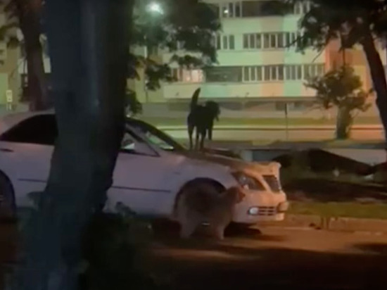 Собаки испортили автомобиль на Сахалине