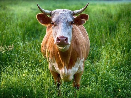 В Пензенской области за первое полугодие выращено 221,2 тысячи тонн скота и птицы