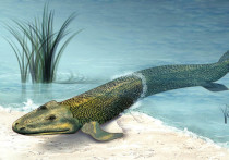 Американские палеонтологи обнаружили новый вид ископаемого существа, который может быть расценен как эволюционный переход от рыб к наземным позвоночным, — животное, которое вернулось к водному образу жизни, первоначально выбравшись на сушу