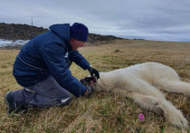 Глава Росприроднадзора Светлана Радионова опубликовала кадры операции по спасению белого медведя в поселке Диксон Красноярского края