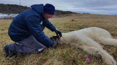 Ветеринары избавили от консервной банки медведицу из Диксона: видео спасения