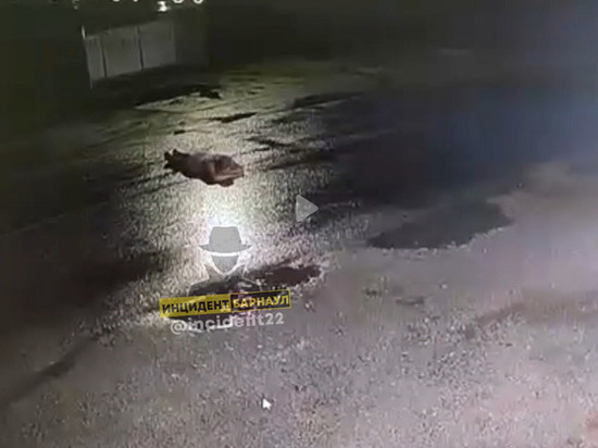 Очевидцы рассказали, зачем мужчина лег под колеса авто в Славгороде