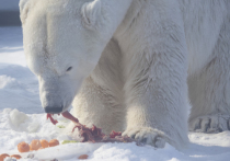 Белая медведица, у которой накануне извлекли из пасти банку сгущенки в Красноярском крае, нуждалась в помощи специализированного ветеринара, умеющего работать с крупными дикими животными