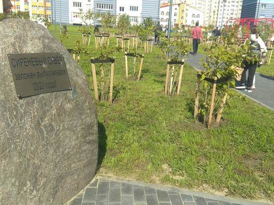 В Калининграде нашли подрядчика, который благоустроит сквер с сакурами на Сельме