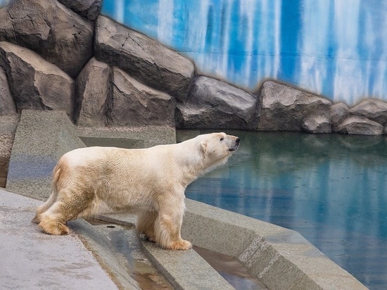 В «Роевом ручье» Красноярска построили новые вольеры для белых медведей
