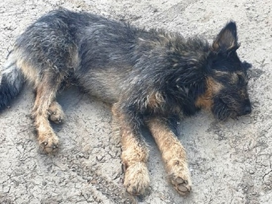 Упавшую из окна второго этажа общежития собаку нашли в Чите