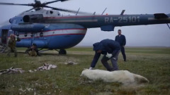 Избавленную от банки медведицу отвезли в тундру: видео с вертолета