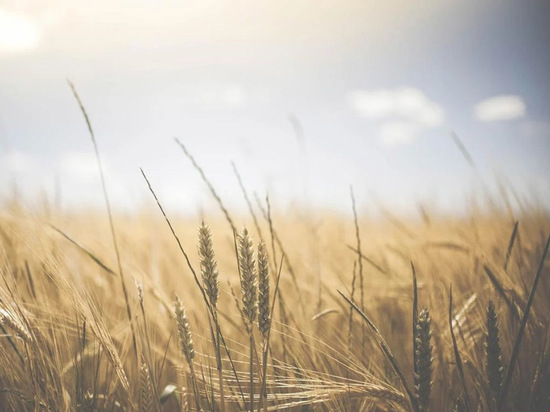 Раскрыта схема "зерновой сделки" Украины и России: без прямого договора