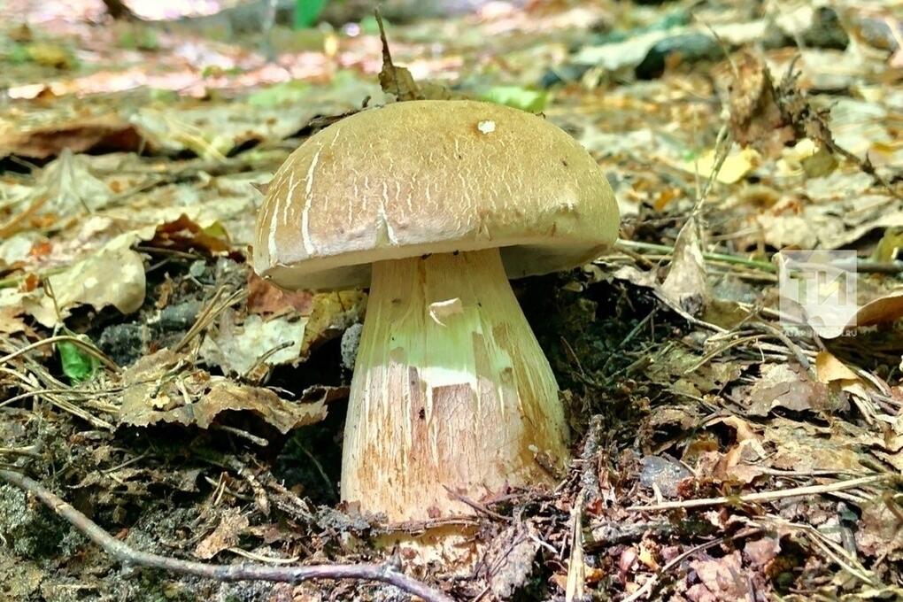 Грибы татарстана - Olphoto.ru