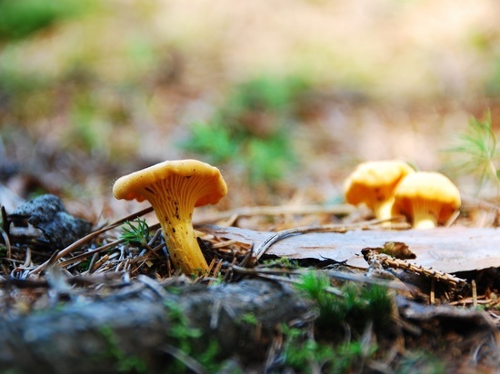 «Волна лисичек»: куда отправиться на выходные в Ленобласти за грибами