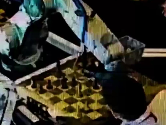Робот, сломавший юному шахматисту палец, вывел его из строя на месяц