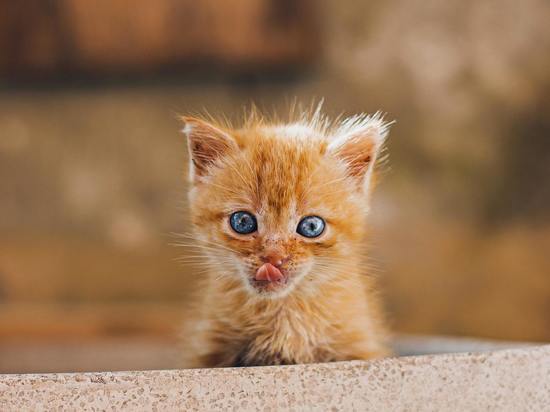 Шестеро детей из Знаменска заразились от уличного котенка
