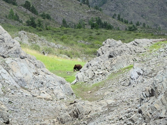 В Красноярском крае участники экспедиции стали свидетелями охоты бурого медведя на самку горного козла