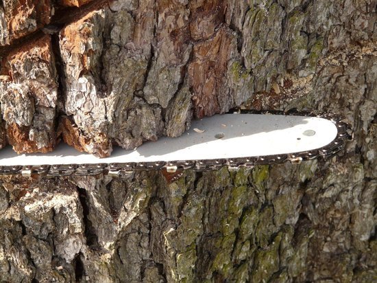 В Курске с начала года спилили около полутора тысячи аварийных деревьев
