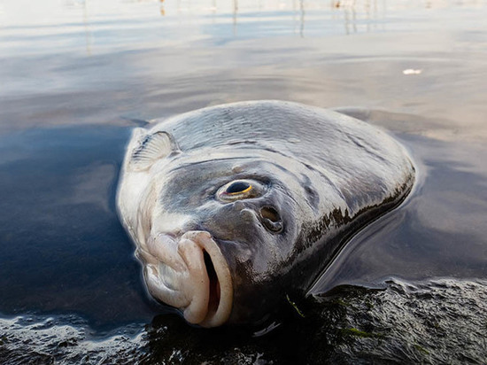 В реке Котельничского района погибла рыба