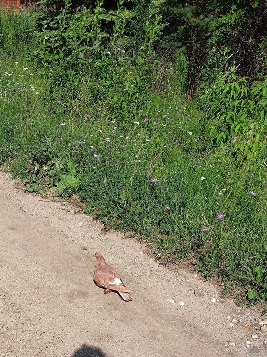 В Тверской области голубь несколько дней ходит пешком рядом с людьми