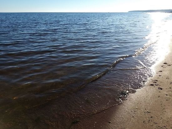 Вода в Финском заливе позеленела от жары