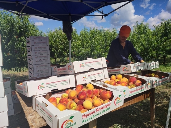 Крымский персик:  без сочного урожая любители этого фрукта не останутся