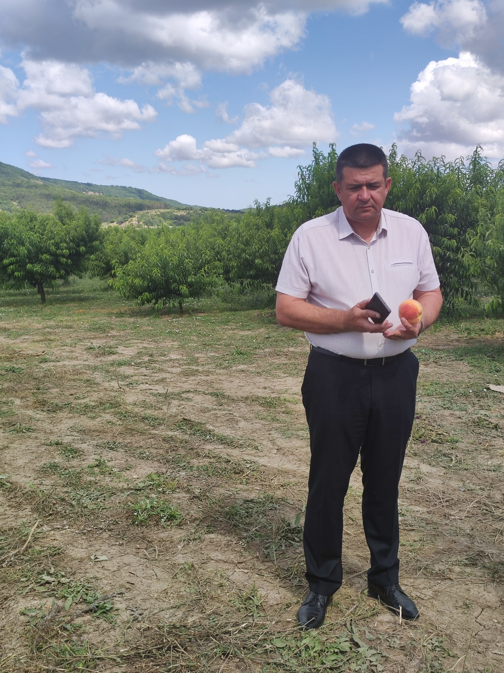 Как и где выращивают самые вкусные персики в Крыму
