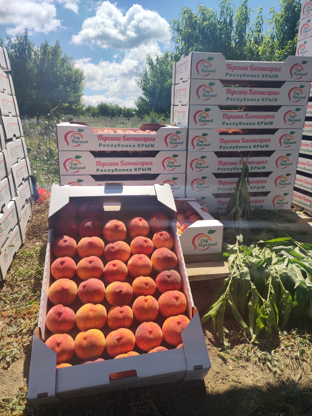 Как и где выращивают самые вкусные персики в Крыму