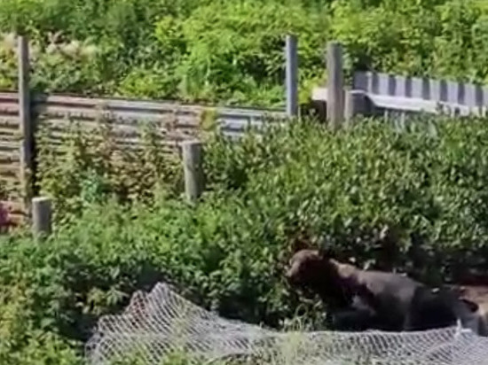 Медведь залез на дачный участок на Курилах