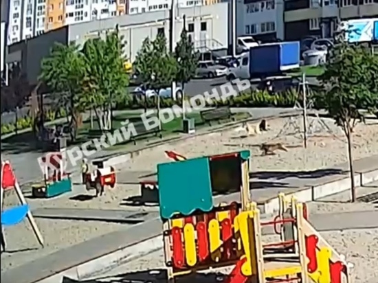 В Курске на Плевицкой стая бездомных собак напала на ребенка