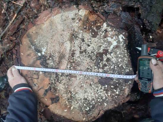 В Пензенской области ищут незаконных рубщиков леса