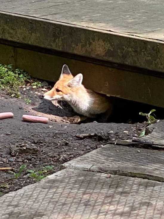 К спасению лисы в Кисловодске подключились волонтеры и экологи