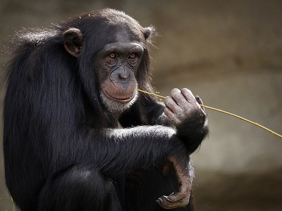В США оспой обезьян заразились двое детей, связанных с ЛГБТ-сообществом