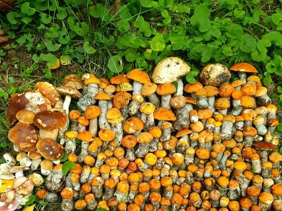 Жители Ленобласти похвастались субботним уловом грибов в лесах региона