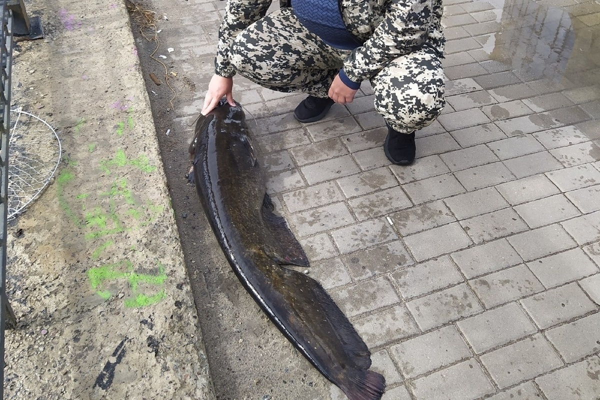 В Воронежском водохранилище рыбак поймал сома на 15 кг - МК Воронеж