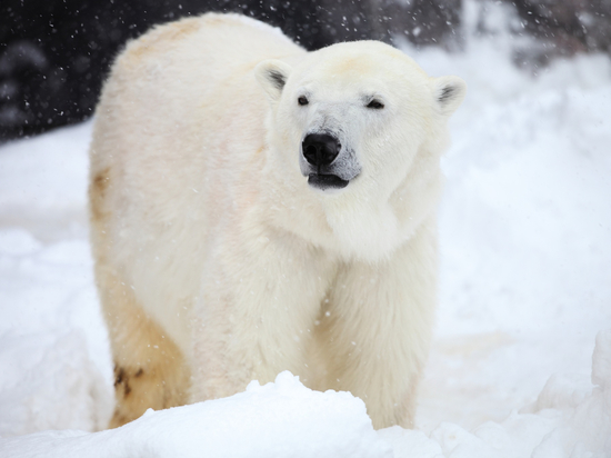 Директор Липецкого зоопарка причастен к спасению белой медведицы